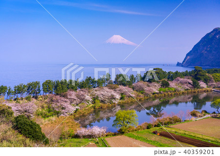 《静岡県》桜咲く西伊豆井田　海越しの富士山 40359201