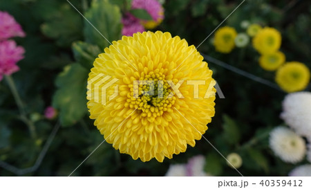 春の花 黄色 イエロー 40359412