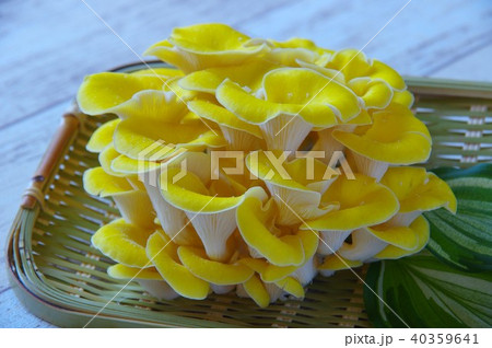 タモギ茸　黄色のキノコ 40359641