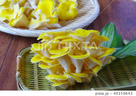 タモギ茸　黄色のキノコ 40359643