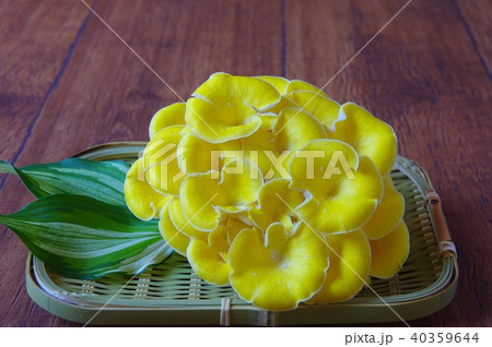 タモギ茸　黄色のキノコ 40359644
