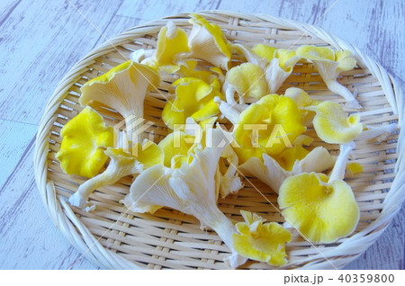 干したタモギ茸　乾燥キノコ 40359800