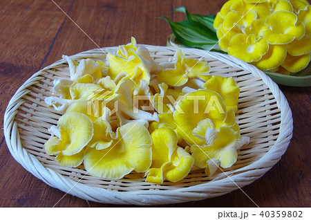 干したタモギ茸　乾燥キノコ 40359802