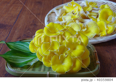 干したタモギ茸　乾燥キノコ 40359804