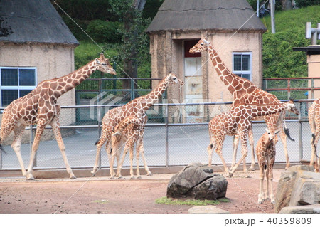 キリン・4 40359809