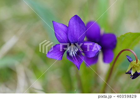 スミレの花　青紫 40359829