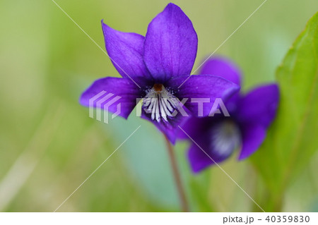 スミレの花　青紫 40359830
