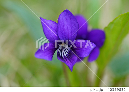 スミレの花　青紫 40359832