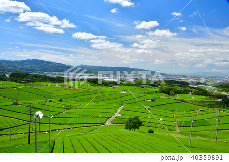 八女茶の茶畑風景 40359891