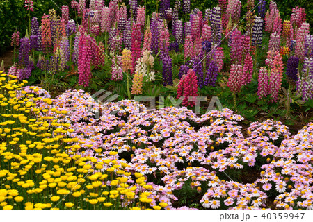 ルピナスとデージーの花畑 40359947