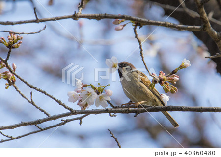 桜とスズメの写真素材