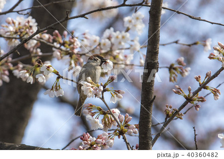 桜の花びらをくわえるスズメ 桜の花びらをくわえるスズメ 40360482