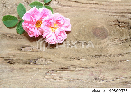 ダマスクローズ ダマスクローズ 40360573