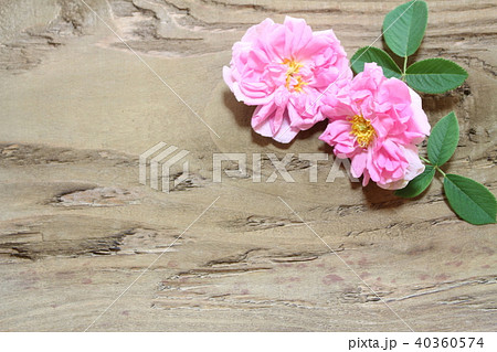 ダマスクローズ 40360574