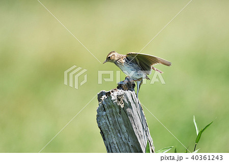 止まり木のヒバリ 40361243