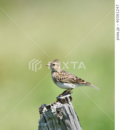 止まり木のヒバリ 止まり木のヒバリ 40361247