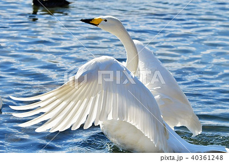 羽ばたく白鳥の写真素材