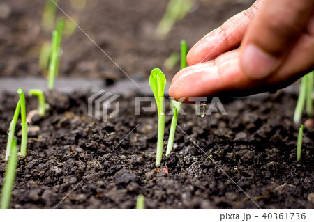 Men's hand are watering for the seedlings of corn. Men's hand are watering for the seedlings of corn. 40361736