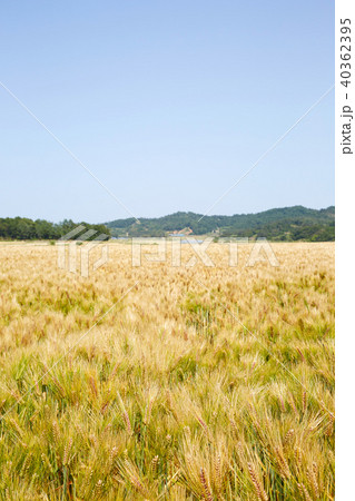 大麦 植物 風景 40362395