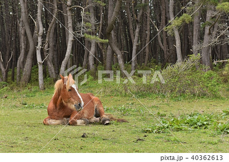 下北　寒立馬 40362613