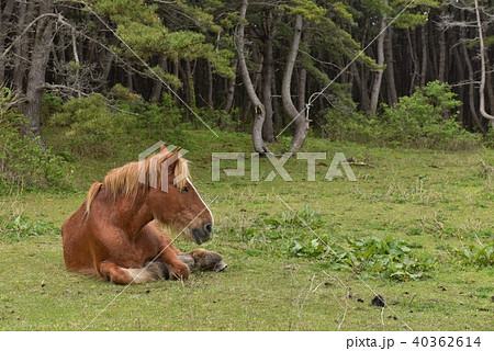 下北　寒立馬 40362614