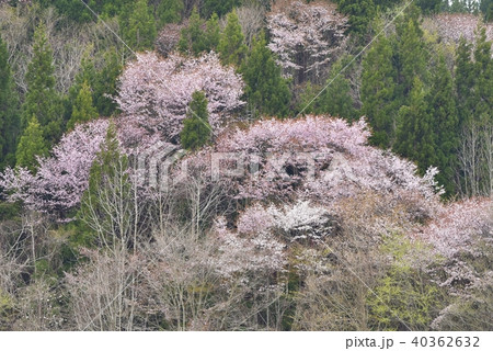 山　桜 40362632