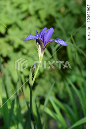 Golden netted iris 40362907