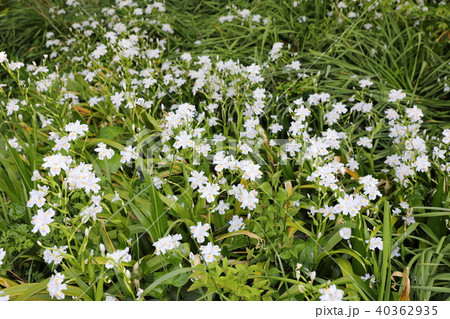 シャガ シャガ 40362935