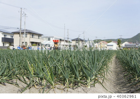 淡路島 布団太鼓 淡路島 布団太鼓 40362961
