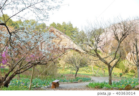 春の里のイメージ・懐かしい春の里を思わせる秩父宮記念公園の庭・横位置 40363014