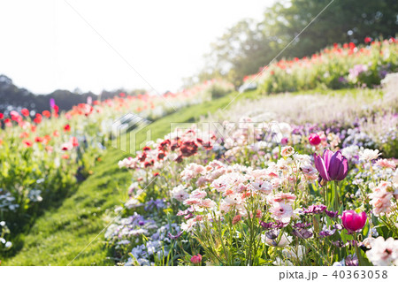花畑 花畑 40363058