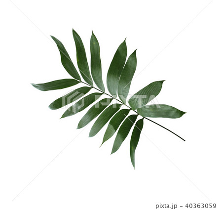 green palm leaf isolated on white background  40363059