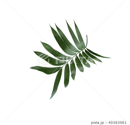 green palm leaf isolated on white background  40363061