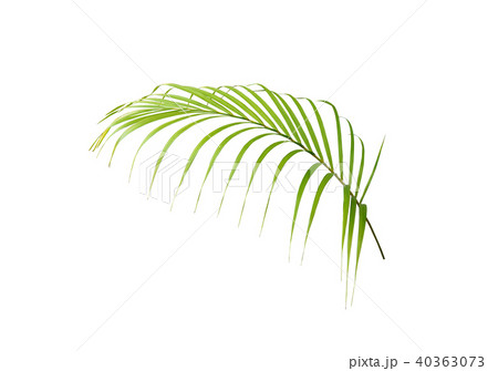 green palm leaf on white background green palm leaf on white background 40363073