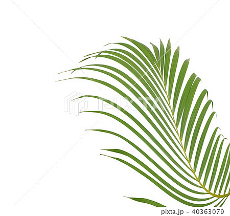 green palm leaf on white background 40363079