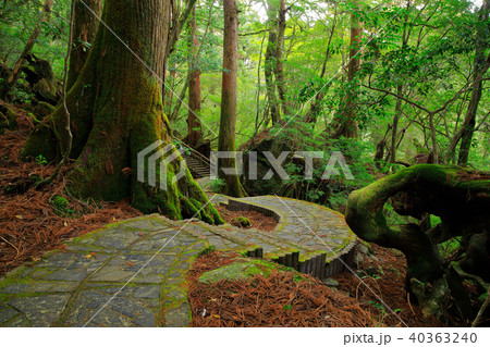 春の屋久島　ヤクスギランド　遊歩道 40363240