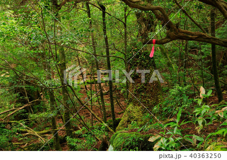 春の屋久島　太忠岳歩道　登山用目印　 40363250