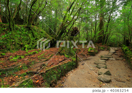 春の屋久島　白谷雲水峡 楠川歩道の苔むした登山道 40363254