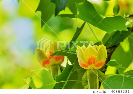 ユリノキの花　Tulip Tree 40363281
