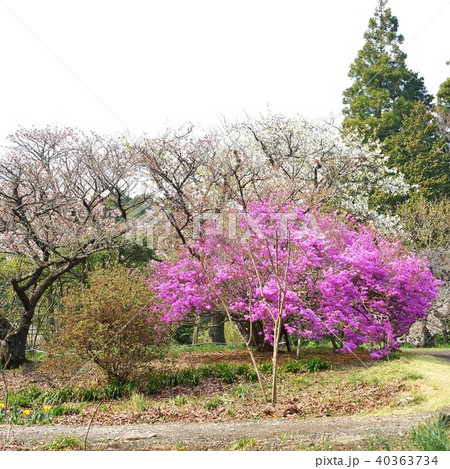 春の里のイメージ・満開のゲンカイツツジのある秩父宮記念公園の庭・正方形 40363734