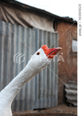 White domestic goose extends the neck White domestic goose extends the neck 40364020