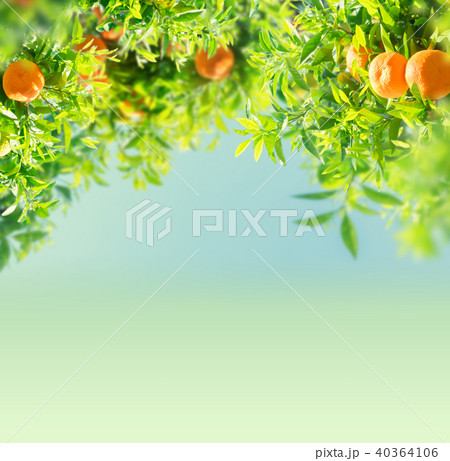 Tangerine tree garden Tangerine tree garden 40364106