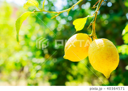 Lemon garden of Sorrento Lemon garden of Sorrento 40364571