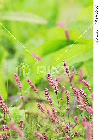 あぜ道のアカマンマ 40366507