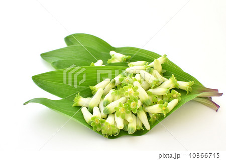 アマドコロの葉と花 アマドコロの葉と花 40366745
