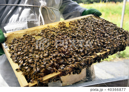 巣板に群がるニホンミツバチ 40366877