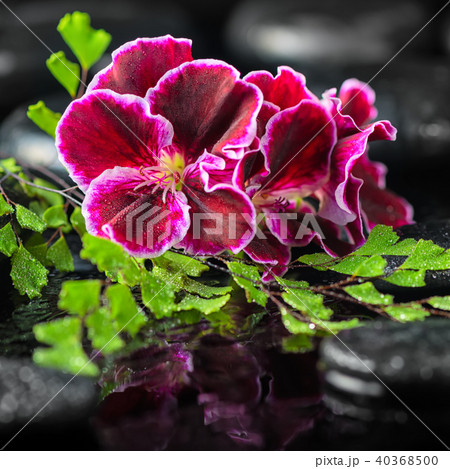 spa concept of geranium flower and green leaves spa concept of geranium flower and green leaves 40368500