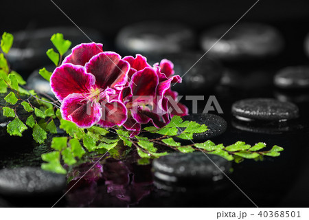 spa concept of geranium flower and green leaves spa concept of geranium flower and green leaves 40368501