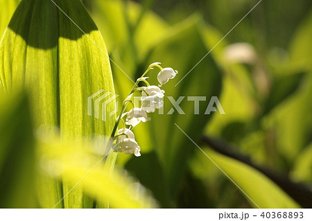 Lily of the valley in the forest Lily of the valley in the forest 40368893