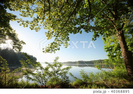 Oak at the edge of a lake on a spring morning Oak at the edge of a lake on a spring morning 40368895